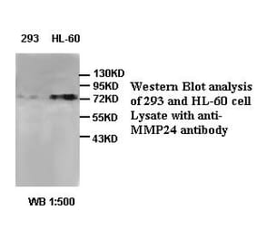 MMP24 Antibody from Signalway Antibody (39407) - Antibodies.com