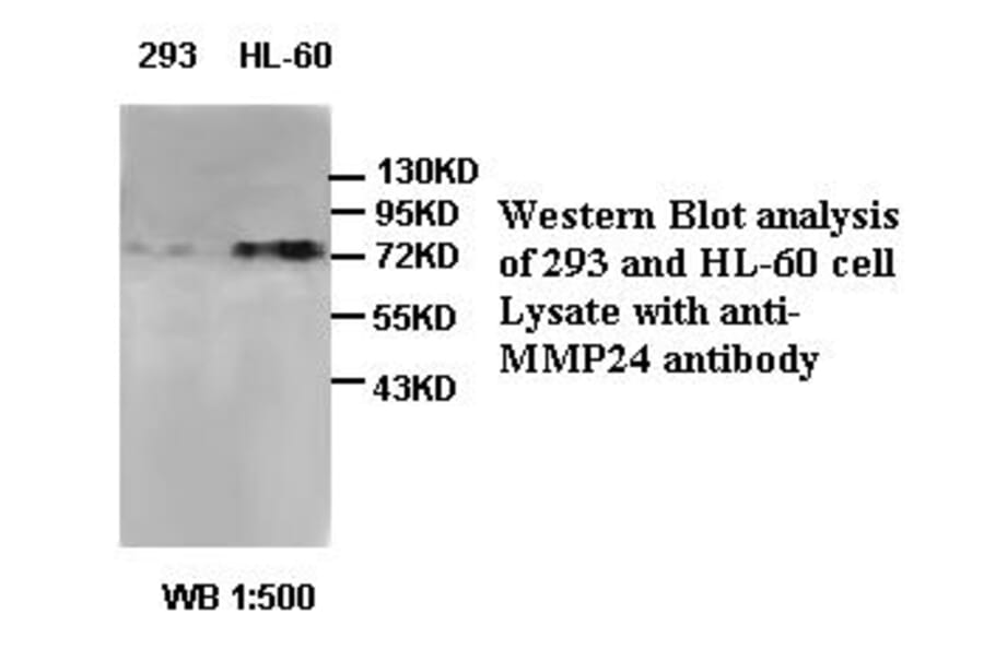 MMP24 Antibody from Signalway Antibody (39407) - Antibodies.com