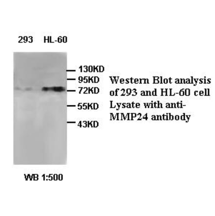 MMP24 Antibody from Signalway Antibody (39407) - Antibodies.com