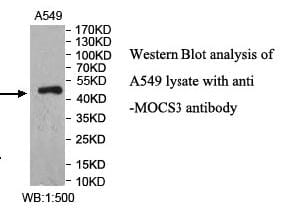 Anti-MOCS3 Antibody