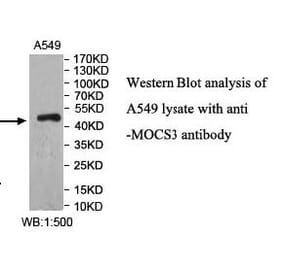 MOCS3 Antibody from Signalway Antibody (40000) - Antibodies.com