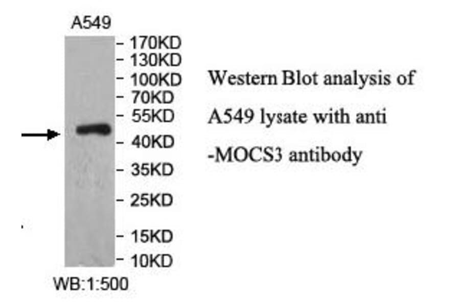 MOCS3 Antibody from Signalway Antibody (40000) - Antibodies.com