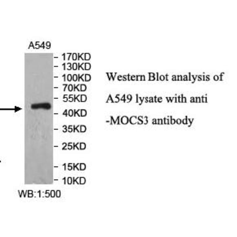 MOCS3 Antibody from Signalway Antibody (40000) - Antibodies.com