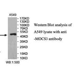 MOCS3 Antibody from Signalway Antibody (40000) - Antibodies.com