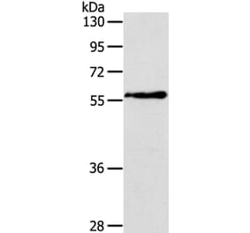 OLFM4 Antibody from Signalway Antibody (40062) - Antibodies.com