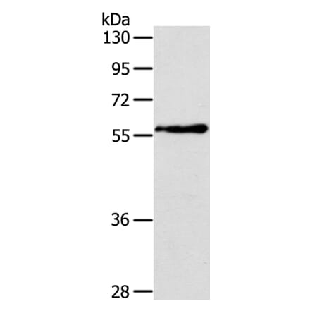 OLFM4 Antibody from Signalway Antibody (40062) - Antibodies.com