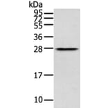 THYN1 Antibody from Signalway Antibody (40147) - Antibodies.com