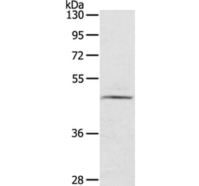 CERS3 Antibody from Signalway Antibody (40197) - Antibodies.com