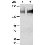 TRPM6 Antibody from Signalway Antibody (40267) - Antibodies.com