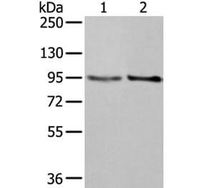 NUP98 Antibody from Signalway Antibody (40284) - Antibodies.com