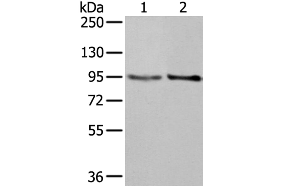 NUP98 Antibody from Signalway Antibody (40284) - Antibodies.com