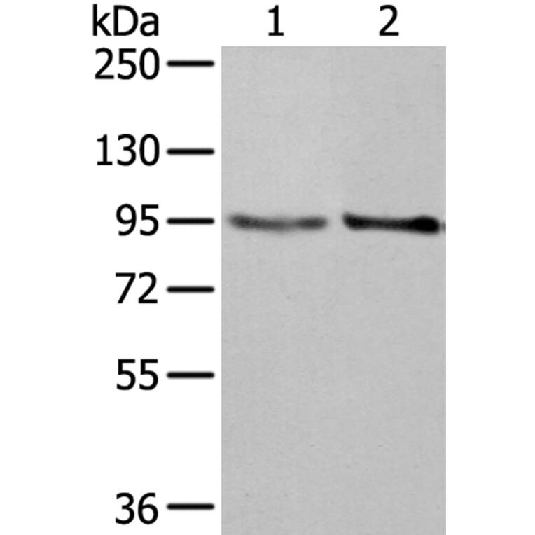 NUP98 Antibody from Signalway Antibody (40284) - Antibodies.com