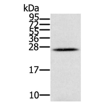 IFNL3 Antibody from Signalway Antibody (40311) - Antibodies.com