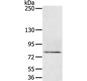 MEP1A Antibody from Signalway Antibody (40314) - Antibodies.com