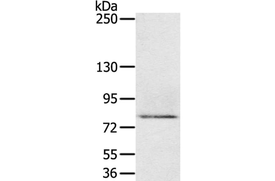 MEP1A Antibody from Signalway Antibody (40314) - Antibodies.com
