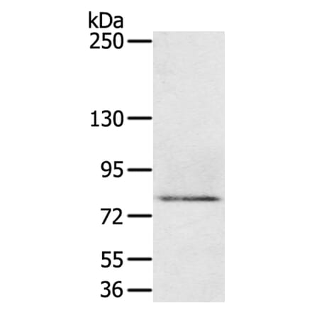 MEP1A Antibody from Signalway Antibody (40314) - Antibodies.com