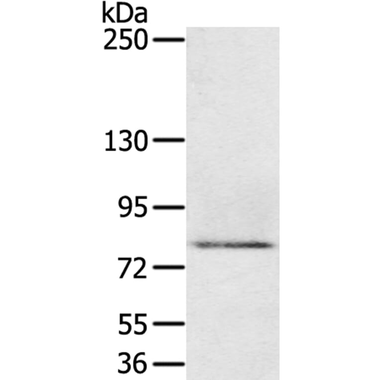 MEP1A Antibody from Signalway Antibody (40314) - Antibodies.com