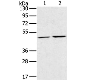 RRAGC Antibody from Signalway Antibody (40327) - Antibodies.com