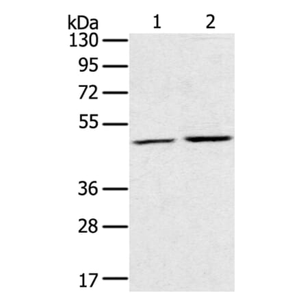 RRAGC Antibody from Signalway Antibody (40327) - Antibodies.com