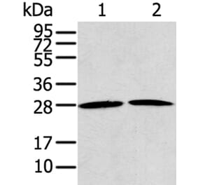 RRAS2 Antibody from Signalway Antibody (40328) - Antibodies.com