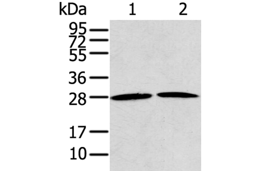 RRAS2 Antibody from Signalway Antibody (40328) - Antibodies.com