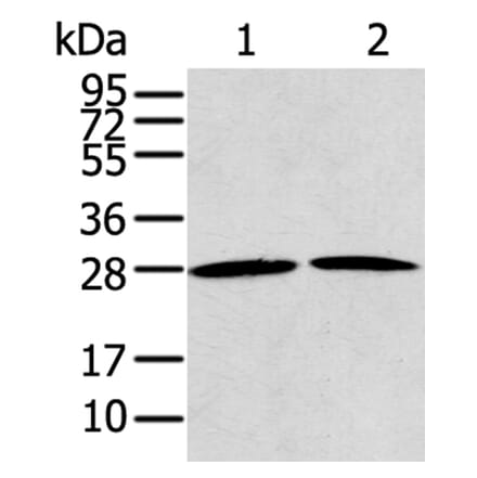 RRAS2 Antibody from Signalway Antibody (40328) - Antibodies.com