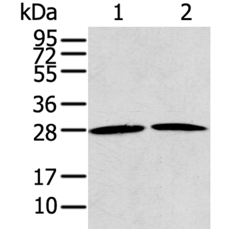 RRAS2 Antibody from Signalway Antibody (40328) - Antibodies.com