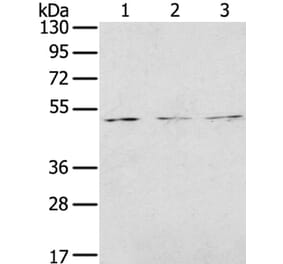 FOXG1 Antibody from Signalway Antibody (40353) - Antibodies.com