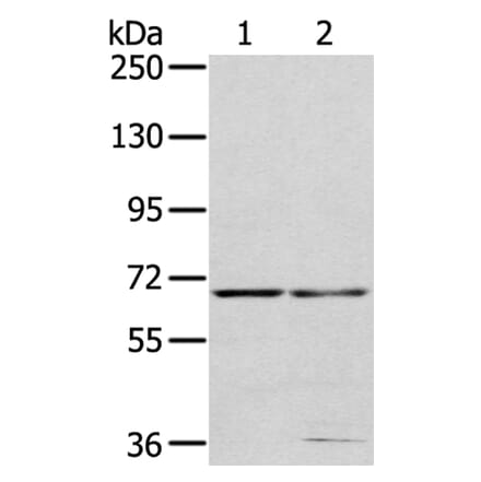MMP24 Antibody from Signalway Antibody (40354) - Antibodies.com