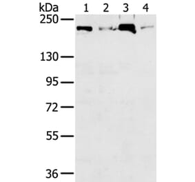 TOP2B Antibody from Signalway Antibody (40387) - Antibodies.com