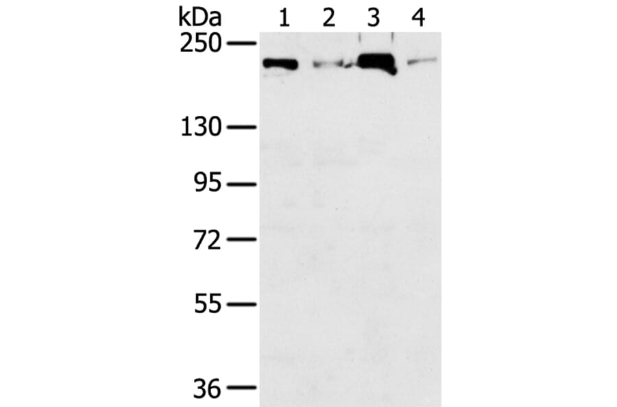 TOP2B Antibody from Signalway Antibody (40387) - Antibodies.com