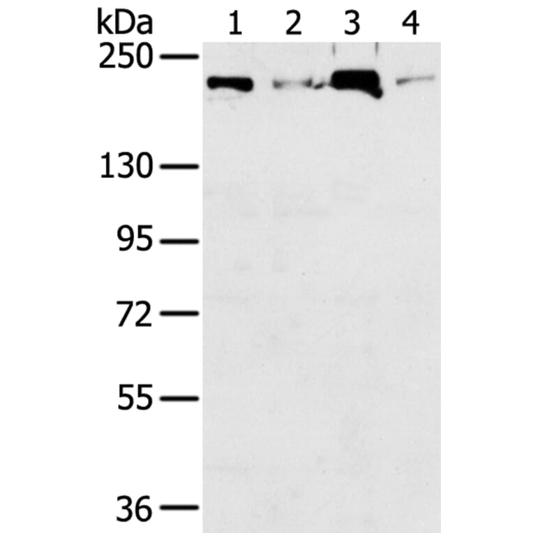 TOP2B Antibody from Signalway Antibody (40387) - Antibodies.com