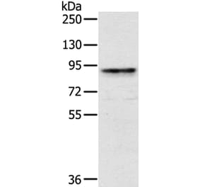 CRTC2 Antibody from Signalway Antibody (40388) - Antibodies.com