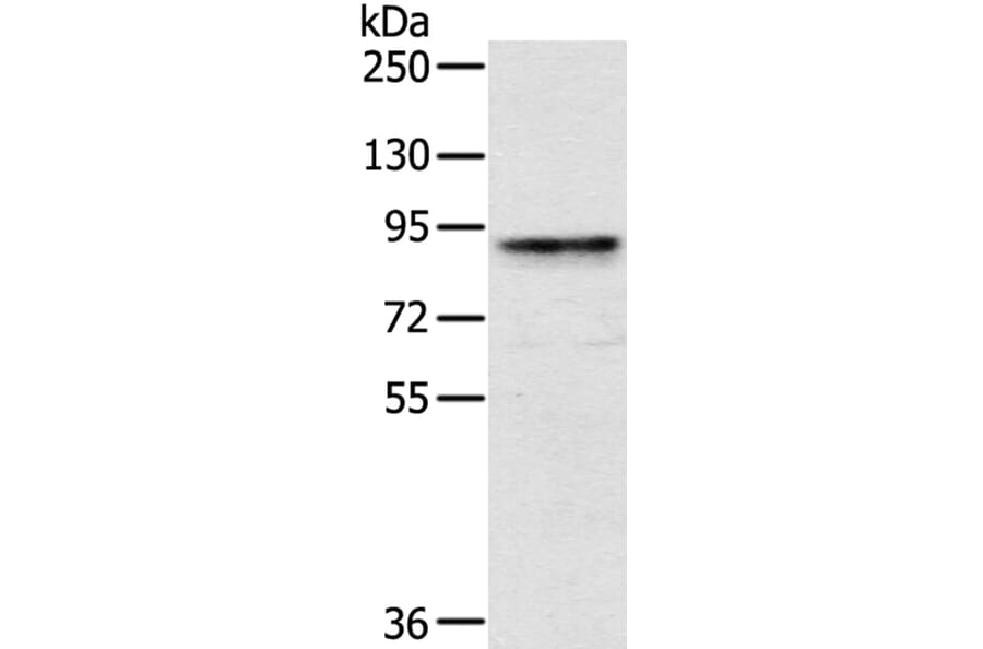 CRTC2 Antibody from Signalway Antibody (40388) - Antibodies.com