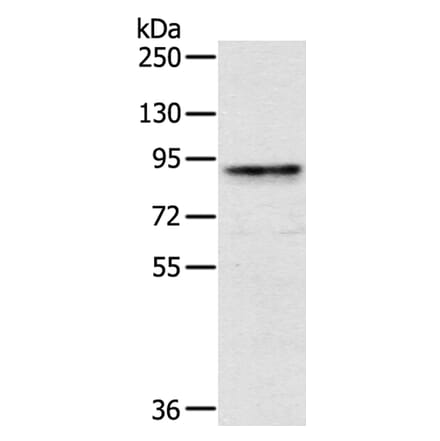 CRTC2 Antibody from Signalway Antibody (40388) - Antibodies.com