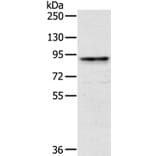 CRTC2 Antibody from Signalway Antibody (40388) - Antibodies.com