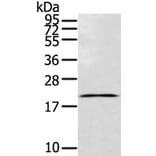 TEX37 Antibody from Signalway Antibody (40395) - Antibodies.com