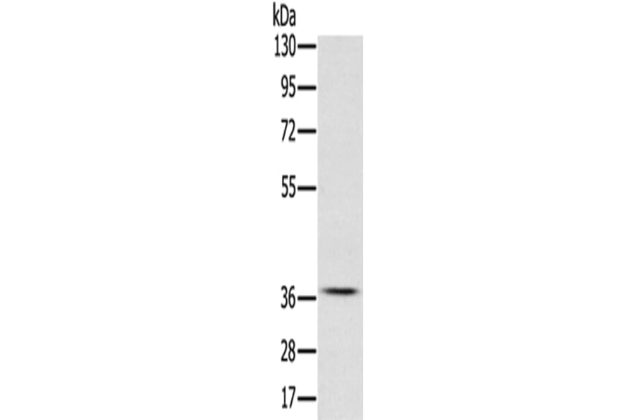 CREB1 Antibody from Signalway Antibody (42701) - Antibodies.com