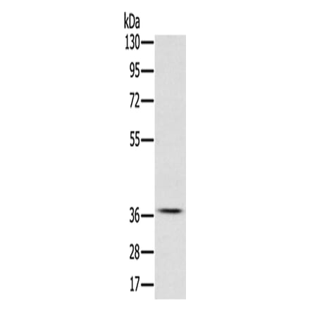 CREB1 Antibody from Signalway Antibody (42701) - Antibodies.com