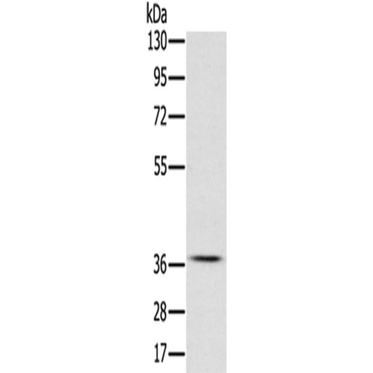 CREB1 Antibody from Signalway Antibody (42701) - Antibodies.com