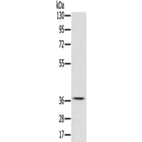 CREB1 Antibody from Signalway Antibody (42701) - Antibodies.com