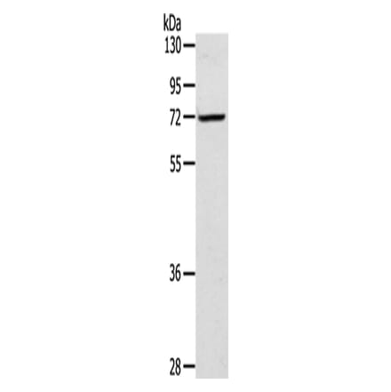 LTA4H Antibody from Signalway Antibody (42720) - Antibodies.com