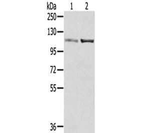 SENP7 Antibody from Signalway Antibody (42750) - Antibodies.com