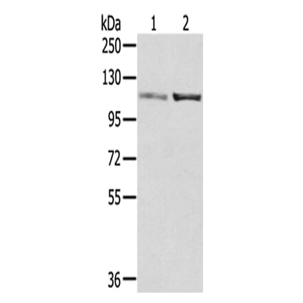 SENP7 Antibody from Signalway Antibody (42750) - Antibodies.com