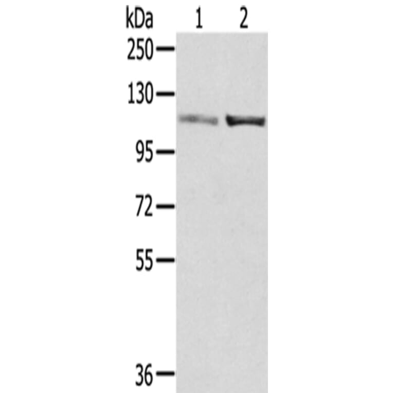 SENP7 Antibody from Signalway Antibody (42750) - Antibodies.com