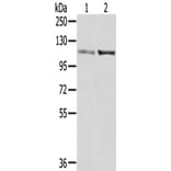 SENP7 Antibody from Signalway Antibody (42750) - Antibodies.com
