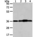 STX12 Antibody from Signalway Antibody (42771) - Antibodies.com