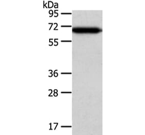 USP39 Antibody from Signalway Antibody (42818) - Antibodies.com