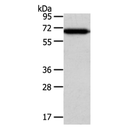 USP39 Antibody from Signalway Antibody (42818) - Antibodies.com