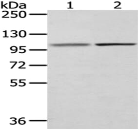 MECOM Antibody from Signalway Antibody (43032) - Antibodies.com